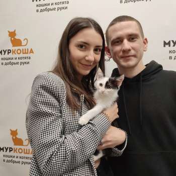 Чибис 