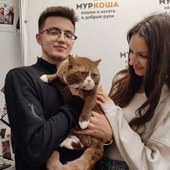 Циннамон 