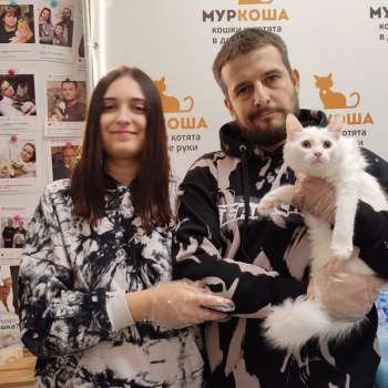 Гортензия 