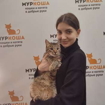 Кавилл 