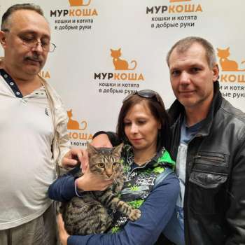 Мурлыш 