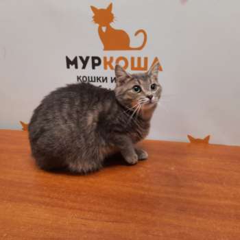 Шриланка 