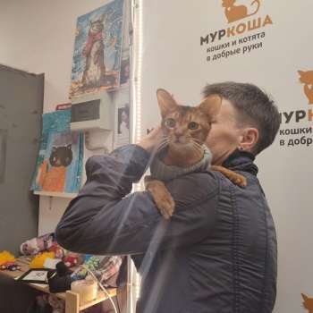Буравчик