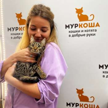 Келси 
