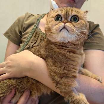 Курносик 