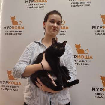 Медолапка