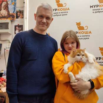Медовик 