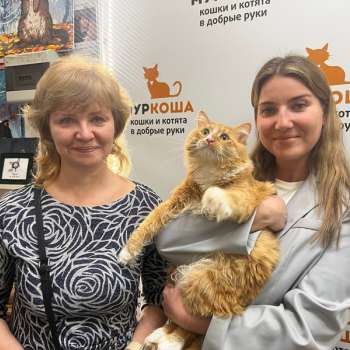 Шиповник 