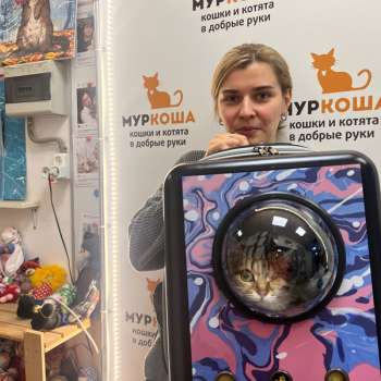 Туи