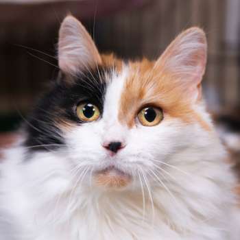 Клера 