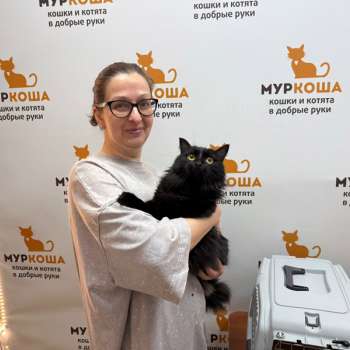 Акула