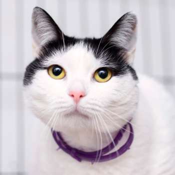 Бимо 