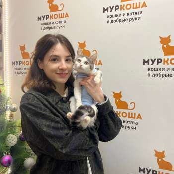 Кица