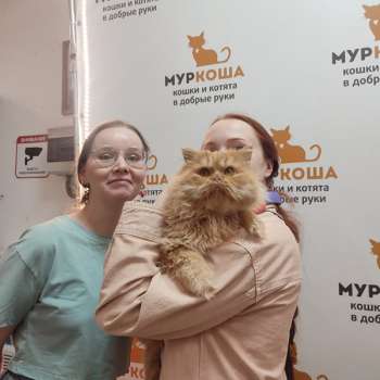 Коллин