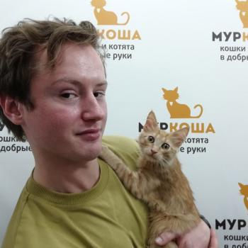 Бархатец