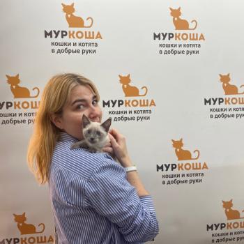 Канноли