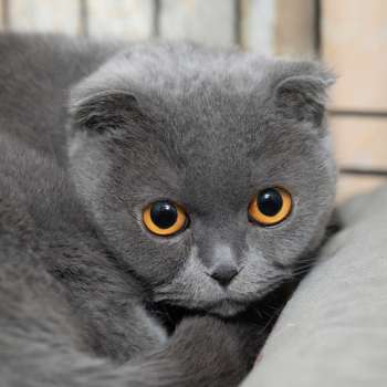 Солли
