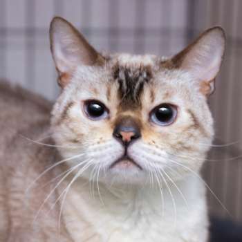 Рися