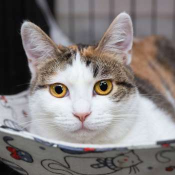 Леяна