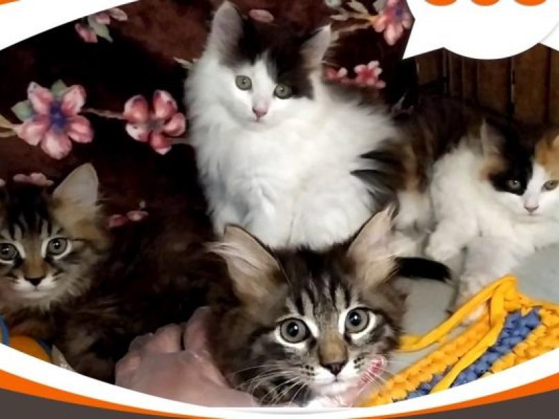 Котята-тучки