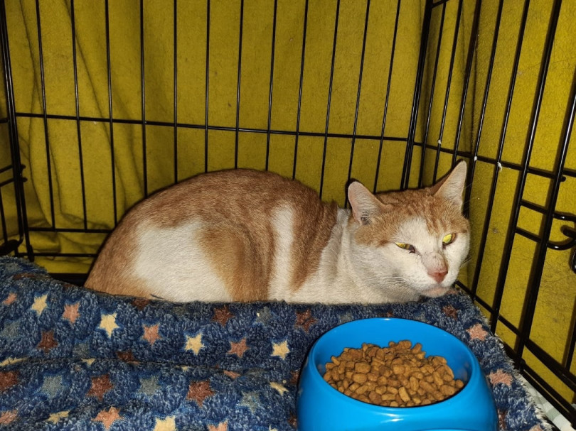 8 котов