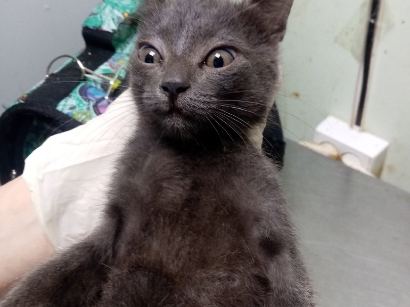 8 котов