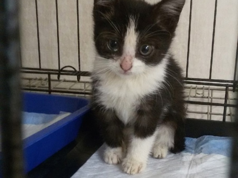 8 котов