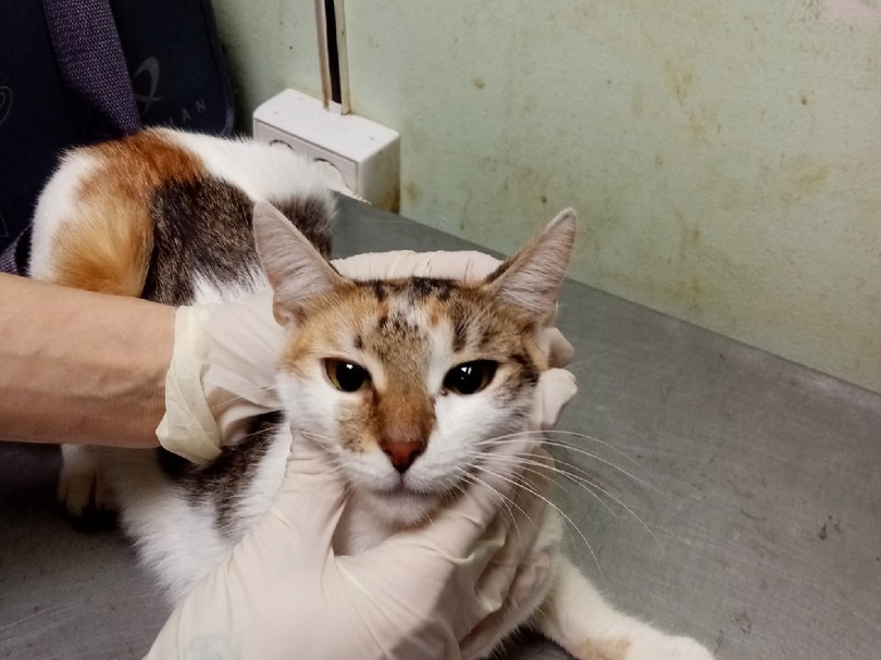 8 котов