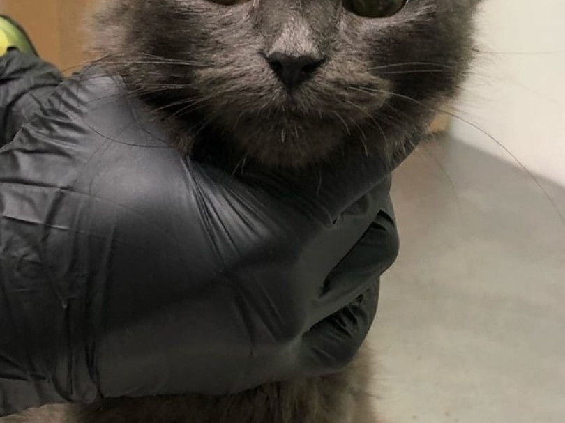 Коты из коробок