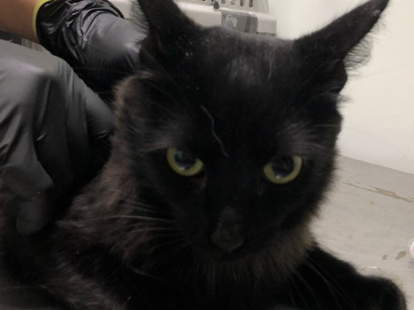 Коты из коробок