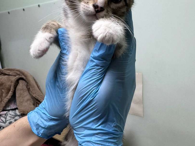 Зейтин, Кориандр, Лемонграсс