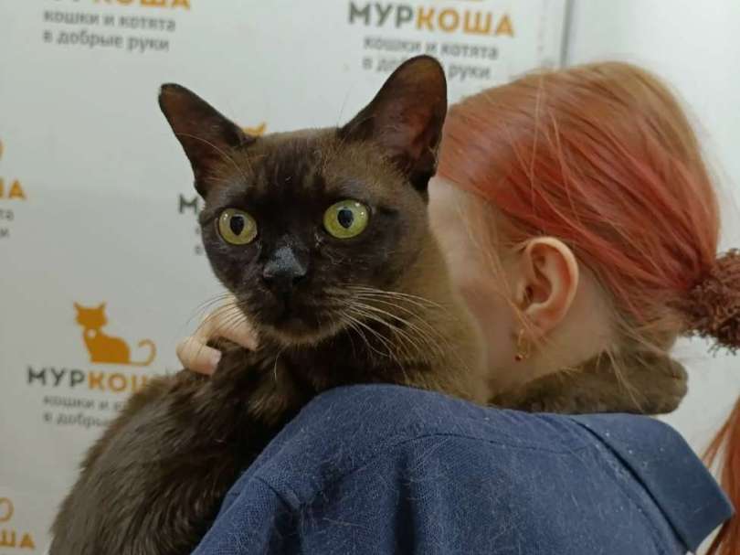 Чокла