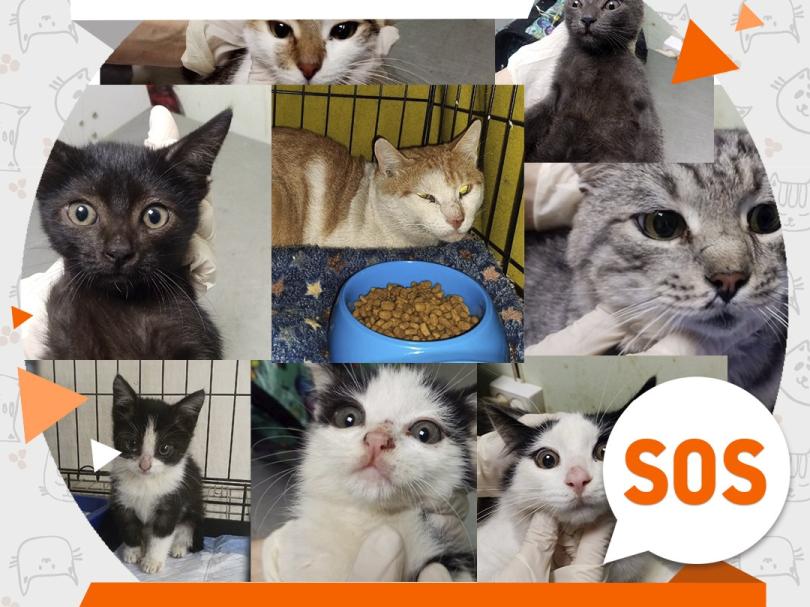 8 котов