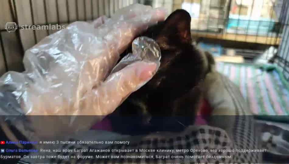 Embedded thumbnail for Муркоша - кошки и котята в добрые руки &gt; Параграфы
