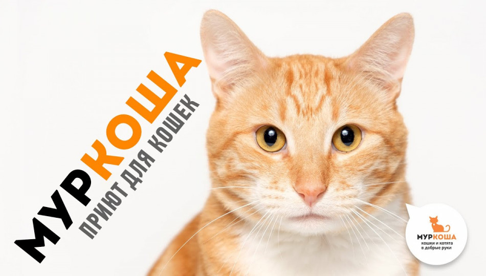 Embedded thumbnail for Муркоша - кошки и котята в добрые руки &gt; Параграфы