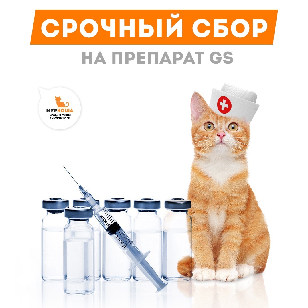 GS | Приют для кошек Муркоша